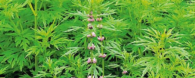 益母草颗粒的功效与作用及忌讳 益母草颗粒的功效和作用及忌讳