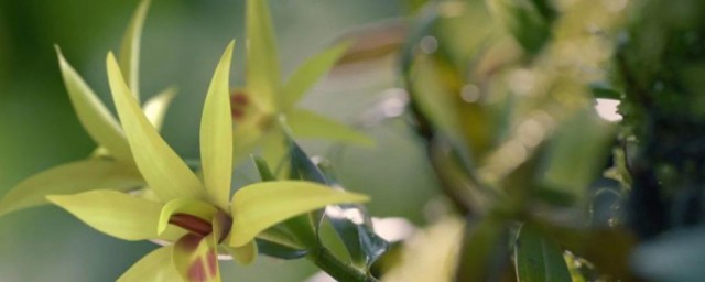 石斛花的功效与禁忌 石斛花有什么功效与禁忌