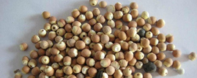 茨实功效与作用及忌讳 茨实功效与作用及忌讳简介
