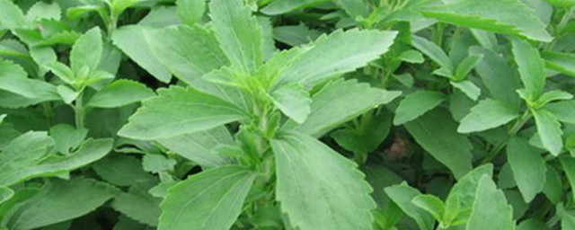甜叶菊的功效与禁忌 甜叶菊的功效与禁忌简单介绍
