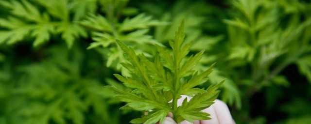 艾草为什么能驱蚊虫 艾草介绍