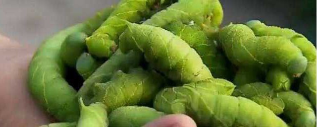 豆青虫的养殖方法 豆青虫的养殖