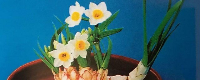 水培水仙花的养殖方式 水培水仙花的养殖办法简介