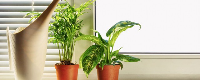 适合室内养的植物有哪些 适合在室内养的植物介绍
