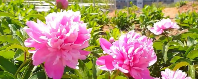 芍药的养殖方法 芍药怎么养殖