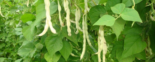 架豆种植时间和方法 豆角种植方法分享