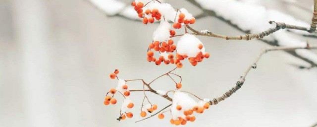 而我藏叶底一度踏岁月一路是什么歌 歌曲晚来天欲雪歌词欣赏