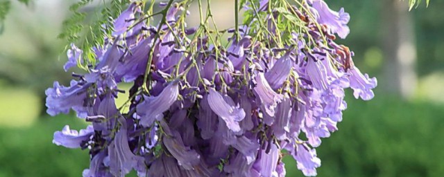 蓝花楹产地在哪里 蓝花楹原产地介绍
