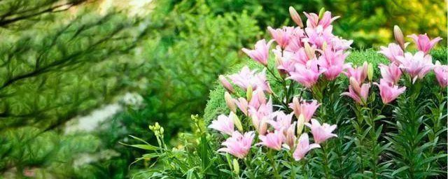 耐阴耐寒好养的庭院花卉 5种较为耐阴的庭院植物