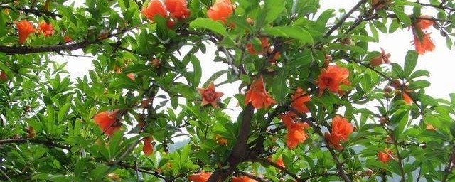 石榴树冻死了会活吗 石榴树冻死了怎么办