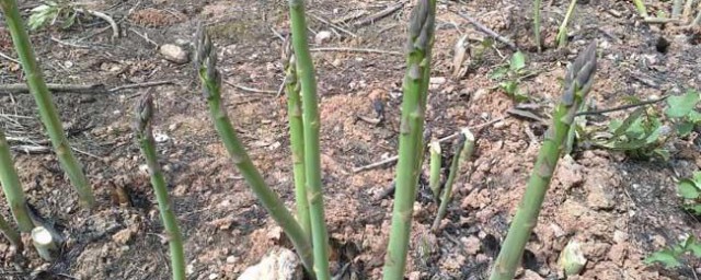 芦笋种子怎么种植方法 芦笋种子的种植方法