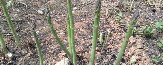 芦笋种子如何种植要领 芦笋种子的种植要领