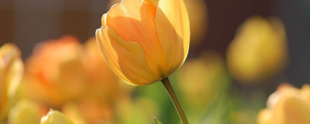 黄色郁金香花语和寓意 黄色郁金香寓意花语简介