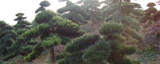 罗汉松怎样修剪造型 罗汉松如何修剪造型