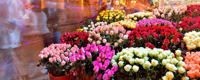 虞美人国家允许种植吗 虞美人介绍