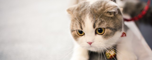 一只猫在家会不会孤独需要找个伴吗 养一只猫会不会孤单