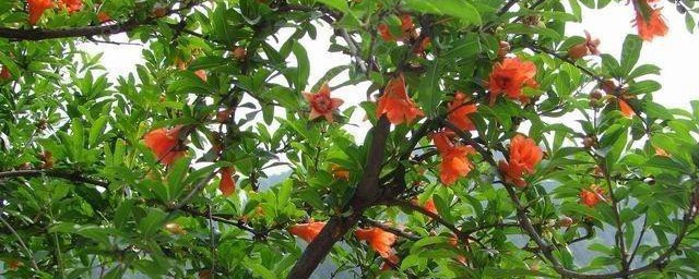 石榴花什么时候浇水 如何给石榴花浇水