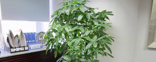发财树开花是什么原因 发财树为什么会开花