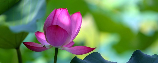 肇庆市花是什么 关于肇庆市花简介