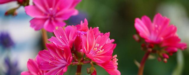 露薇花花期多长 露薇花花期时间介绍