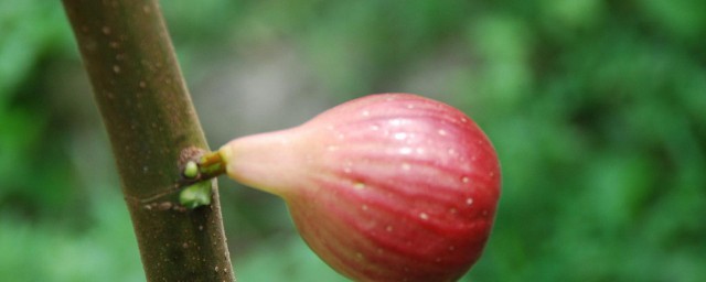 无花果几月发芽 无花果简介