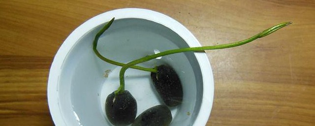 莲子发芽后如何种植 莲子发芽后种植办法