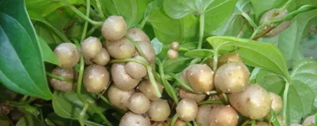 山药豆怎么种 山药豆的种植方法