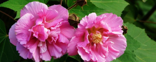 木芙蓉的养殖方法 木芙蓉怎么养