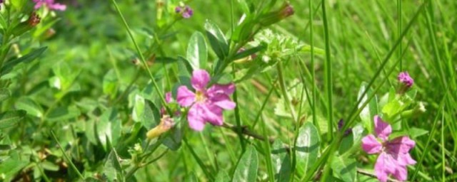 雪茄花养殖要领 雪茄花如何养殖