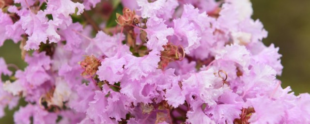 蔷薇花盆栽养殖技巧 蔷薇花盆栽怎么养殖