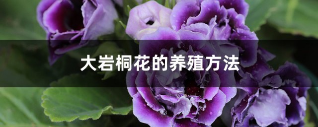 大岩洞花的养殖方式 大岩洞花怎么养殖