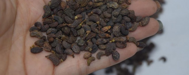 女贞子泡水方法 怎样做女贞子泡水