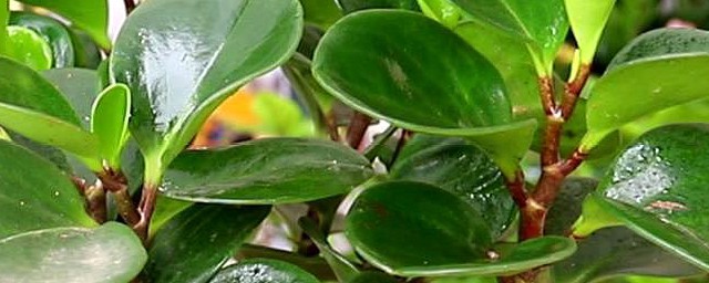 豆瓣植物养殖方式 豆瓣植物的养殖办法