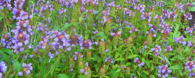 夏枯草怎样泡水喝技巧 夏枯草怎么泡水喝