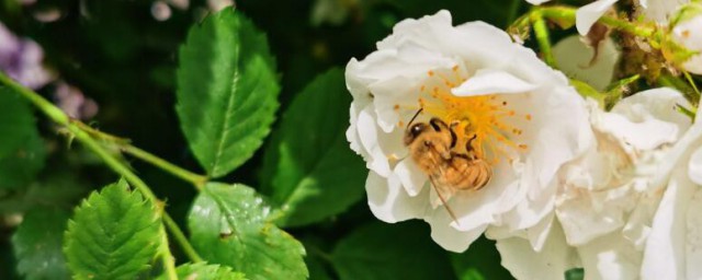 蔷薇花的养殖方法盆栽 蔷薇花如何养殖