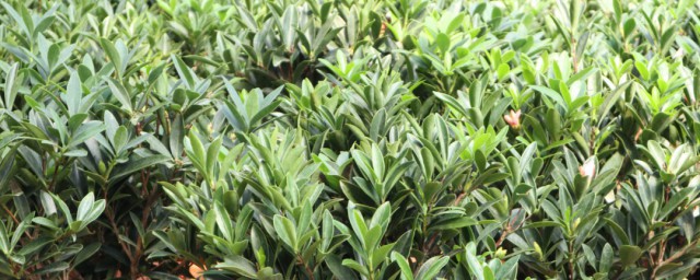 山茶花怎样养殖技巧和注意事项 山茶花怎样养