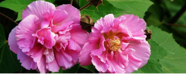 木芙蓉养殖办法 木芙蓉怎么养殖