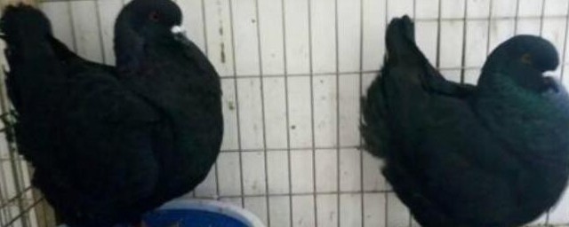 元宝鸽养殖方法 元宝鸽如何养殖