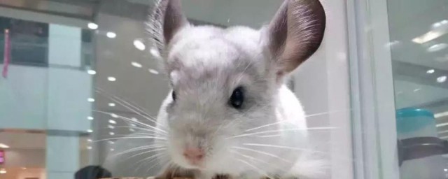 龙猫怎么养殖方法 龙猫如何饲养