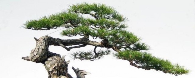 盆栽松树养殖方法 盆栽松树怎么上盆