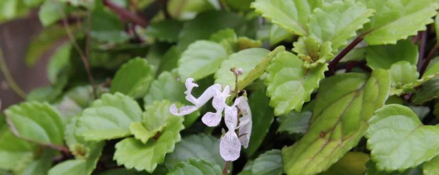 毛萼鞘蕊花养殖办法 毛萼鞘蕊花养殖办法简介