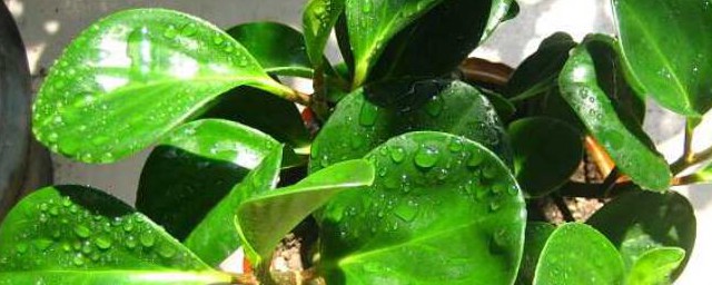 碧玉花的养殖方法繁殖 碧玉花的养殖方法介绍