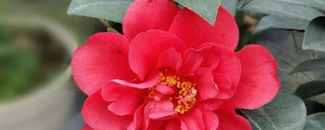 盆栽茶花树的养殖方法 教你盆栽茶花树的养殖方法