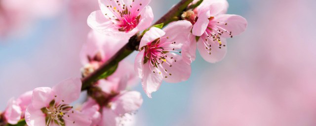 桃花泡水洗脸的方法 桃花水能洗脸如何