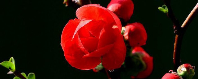 红梅花嫁接时间和方法 如何嫁接红梅花和时间是什么