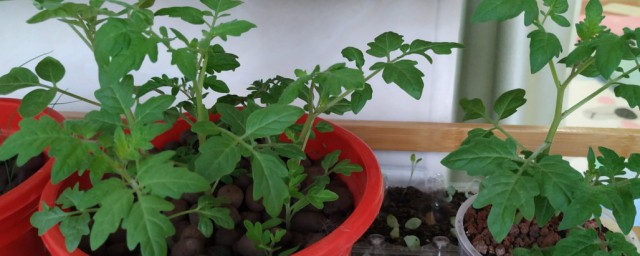 盆栽小番茄的种植技巧与管理 盆栽小番茄的种植办法