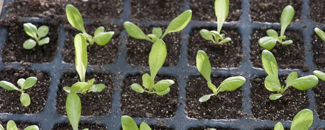 生菜籽怎么种植方法 生菜种植全流程分享