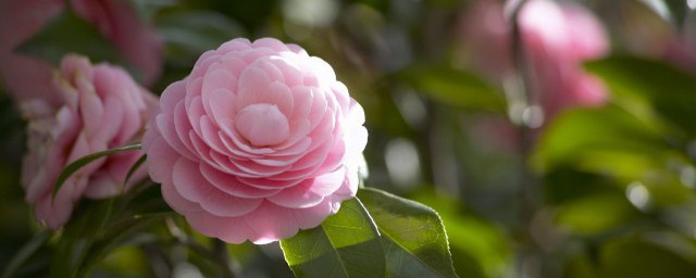 茶花品种 茶花品种有哪些