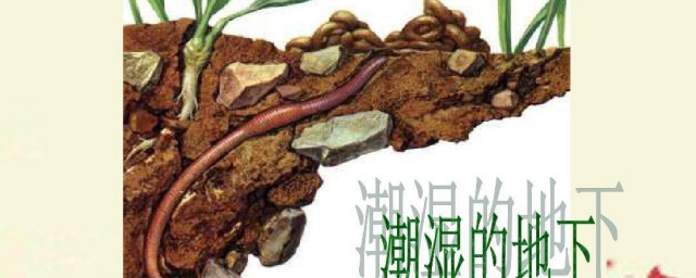 捕捉野生蚯蚓最快的方法 捕捉野生蚯蚓最快的方法有哪些