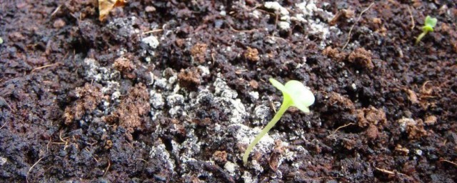 土壤霉菌怎么治理 土壤霉菌治理的要领有哪些